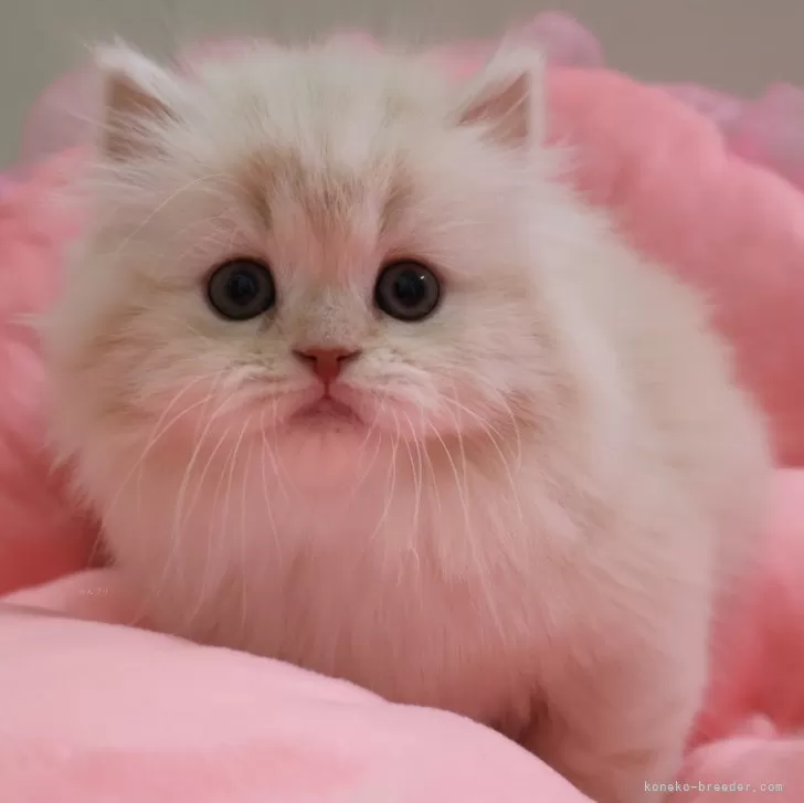 ID：2502-01767の子猫