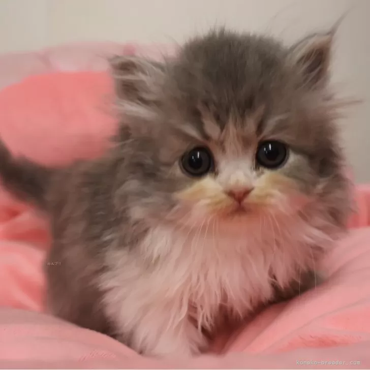 ID：2602-00359の子猫