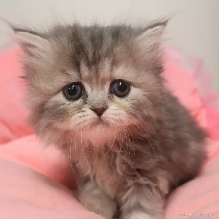 ミヌエット(長足)【東京都・女の子・2025年9月12日・ブルーパッチドタビー&ホワイト】の写真1