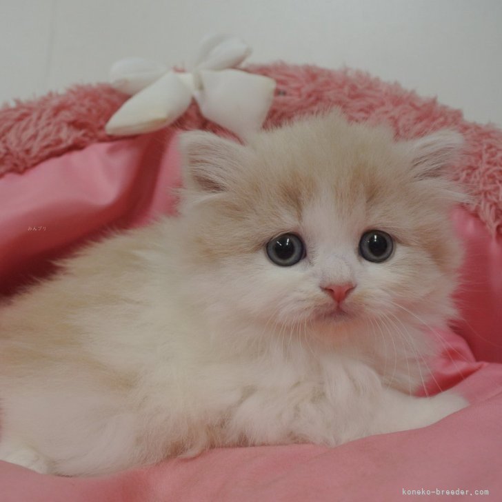 ☆クマさんが可愛い苺とSpring猫ちゃんイヤリング☆ アクセサリー