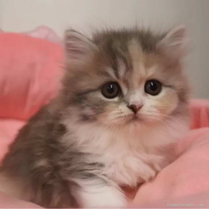 ID：2510-01116の子猫