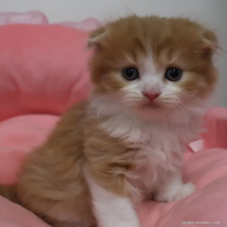 ID：2607-01160の子猫