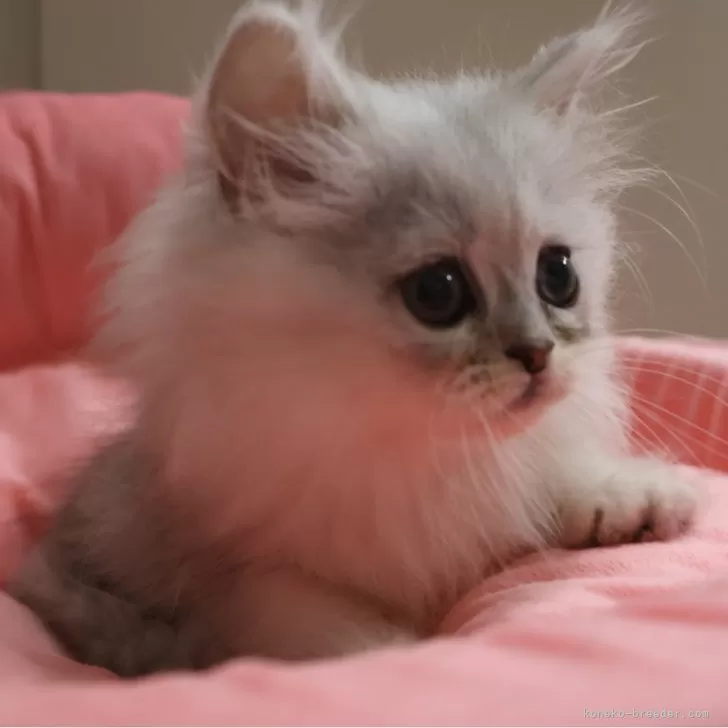 ID：2506-02478の子猫