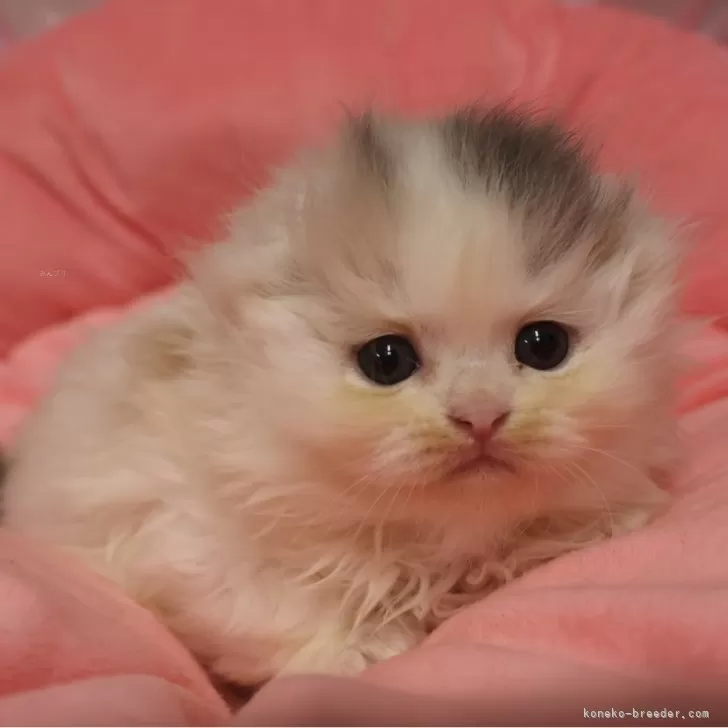 スコティッシュフォールド(折れ耳)【東京都・女の子・2025年9月19日・ダイリュートキャリコ】の写真1