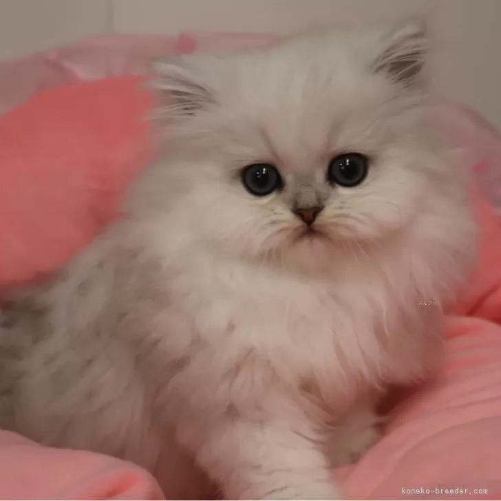 ID：2603-01360の子猫
