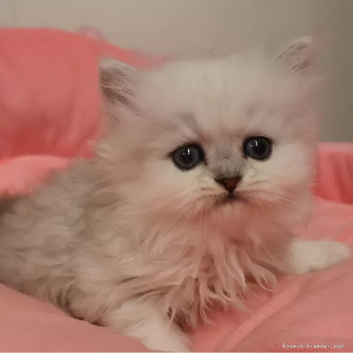 ID：2510-02439の子猫