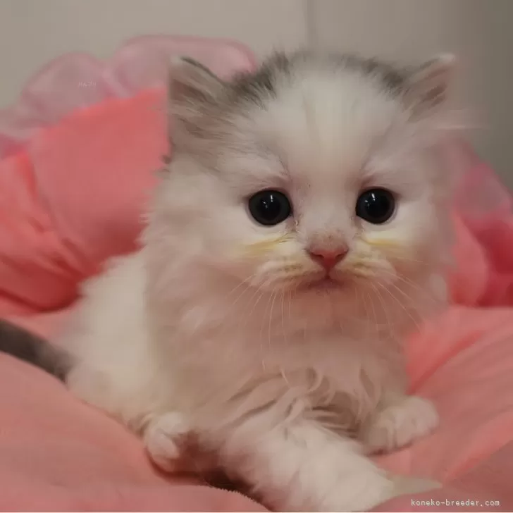 ID：2604-02719の子猫