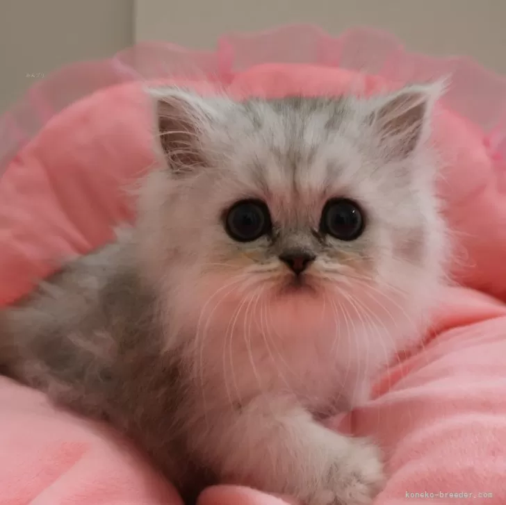 ID：2504-02127の子猫