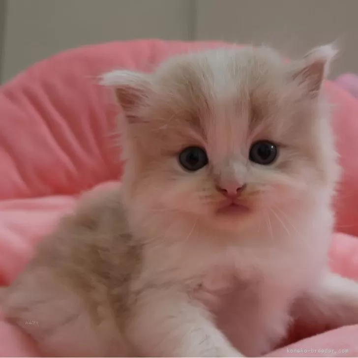 ID：2505-00034の子猫