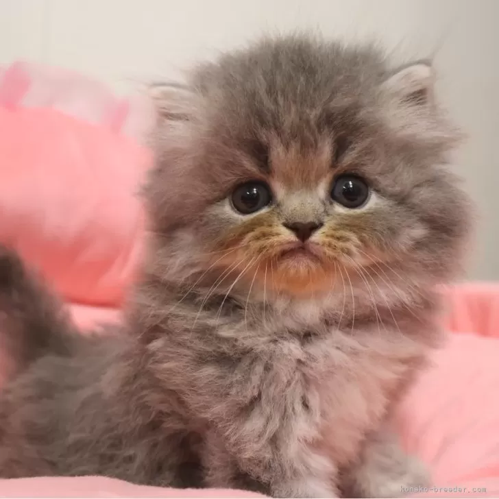 ID：2511-00641の子猫