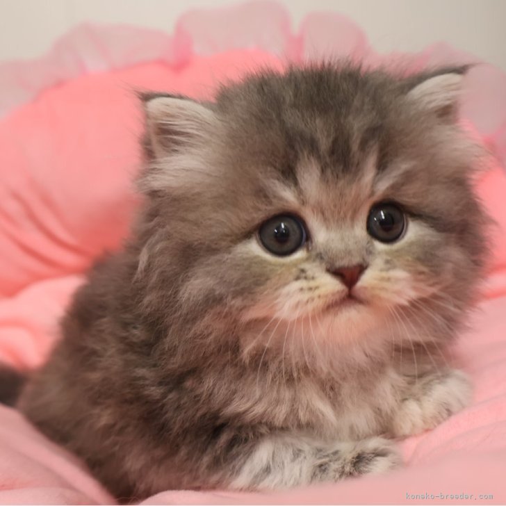 ブリーダー画像