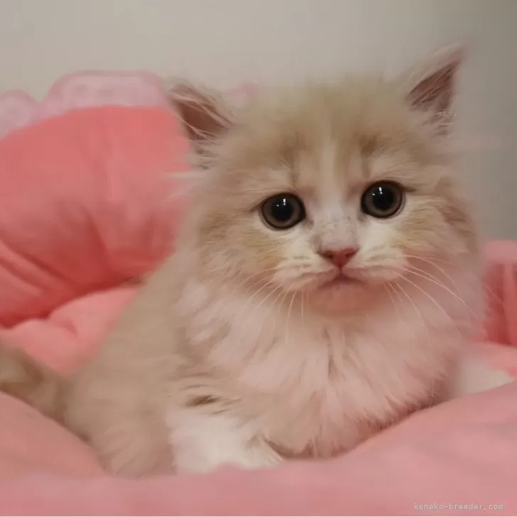 M.T 様のお迎えした子猫