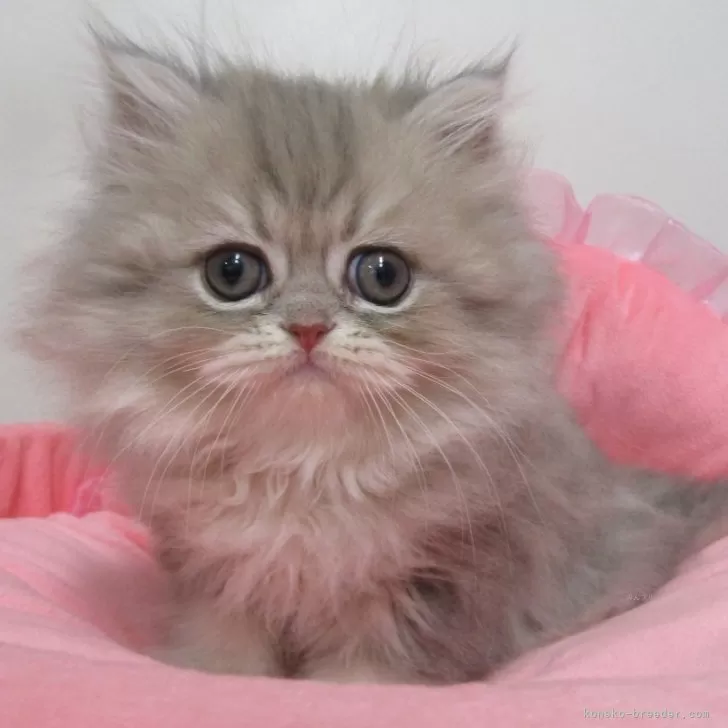 ID：2512-01783の子猫