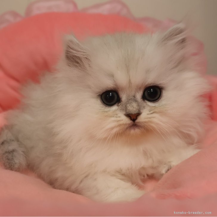 ブリーダー画像