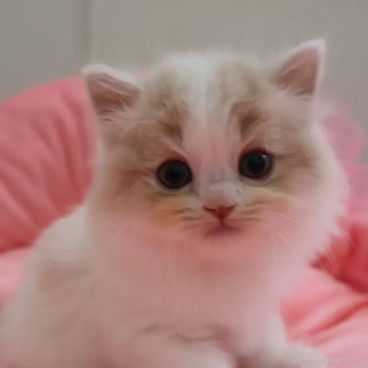 ID:2503-02171の子猫