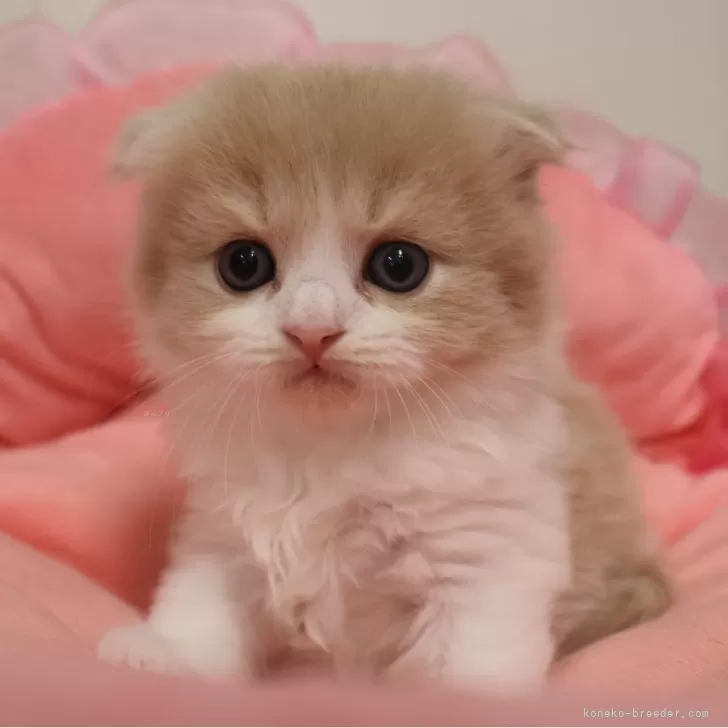 ID：2606-01353の子猫
