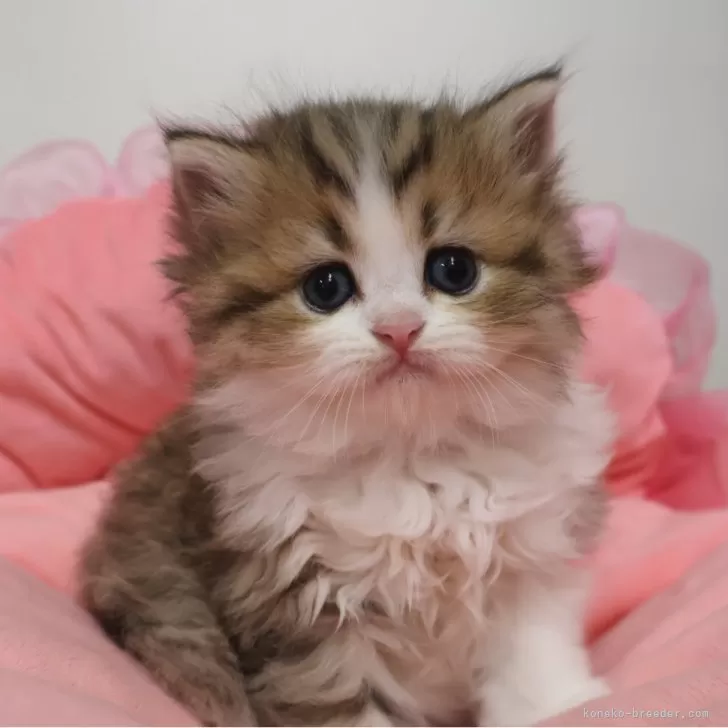 ID：2606-02113の子猫