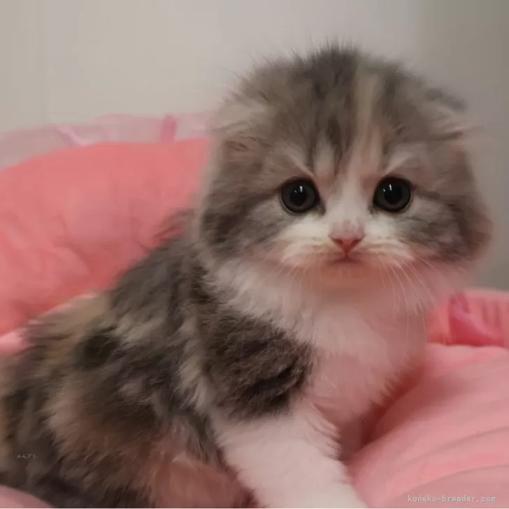 ID：2601-00292の子猫