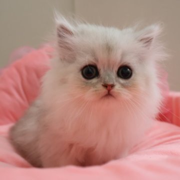 ペルシャ(チンチラ)の子猫を探す｜ブリーダー直販の子猫販売