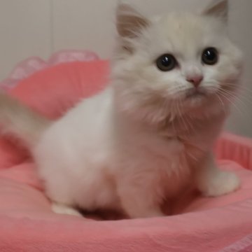 スコティッシュフォールド(立ち耳)【東京都・男の子・2025年8月24日・クリームタビー&ホワイト（長毛）】の写真「ほぼ綺麗な白！とても人懐っこい男の子☆」