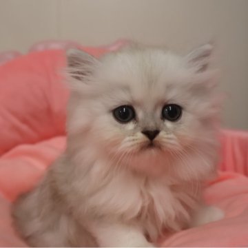 ミヌエット(長足)【東京都・女の子・2025年8月30日・チンチラシルバー(長毛)】の写真「お目めクリクリの可愛い女の子」