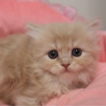 スコティッシュフォールド(立ち耳)【東京都・男の子・2025年10月23日・クリームタビー（長毛）】の写真「人気のクリーム系☆お目めクリクリ可愛い男の子☆」