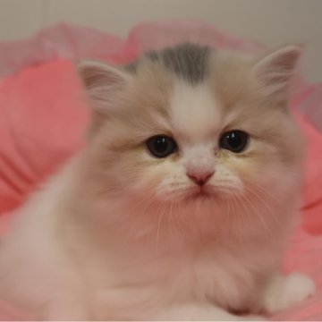 スコティッシュフォールド(立ち耳)【東京都・女の子・2025年9月19日・ダイリュートキャリコ（長毛）】の写真「お目めクリクリ可愛い女の子☆」