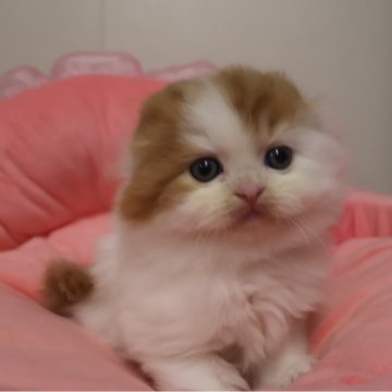 スコティッシュフォールド(折れ耳)【東京都・男の子・2025年10月31日・レッドタビー&ホワイト（長毛）】の写真「お顔真ん丸の可愛い男の子☆」