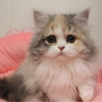 スコティッシュフォールド(立ち耳)【東京都・女の子・2025年9月5日・ダイリュートキャリコ（長毛）】の写真「鼻ペチャで少したれ目の人懐っこい女の子☆」