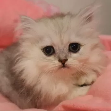 ペルシャ(チンチラ)【東京都・女の子・2025年8月10日・チンチラ