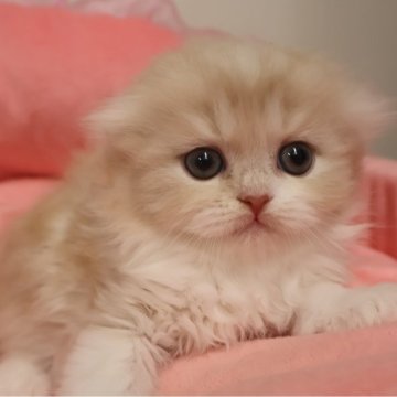 スコティッシュフォールド(折れ耳)【東京都・男の子・2025年10月23日・クリームタビー&ホワイト（長毛）】の写真「人気のクリーム系☆お顔真ん丸の可愛い男の子☆」