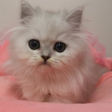 ペルシャ(チンチラ)【東京都・男の子・2025年9月13日・チンチラシルバー（長毛）】の写真「お目めキラキラ可愛いイケメン猫ちゃん☆」
