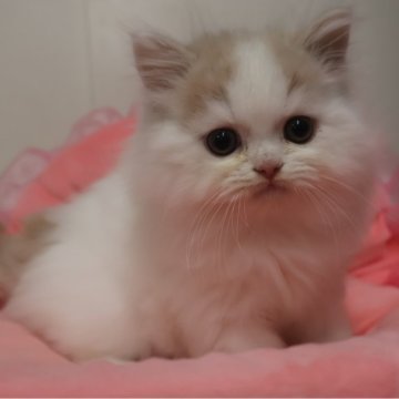 スコティッシュフォールド(立ち耳)【東京都・男の子・2025年9月20日・クリームタビー&ホワイト（長毛）】の写真「人気のクリーム系☆お目めパッチリ可愛い男の子☆。」