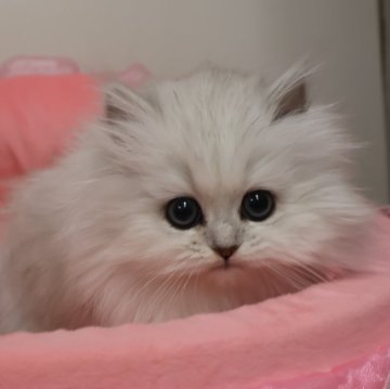 ペルシャ(チンチラ)【東京都・女の子・2025年9月26日・チンチラシルバー（長毛）】の写真「お目めパッチリ可愛い女の子☆」