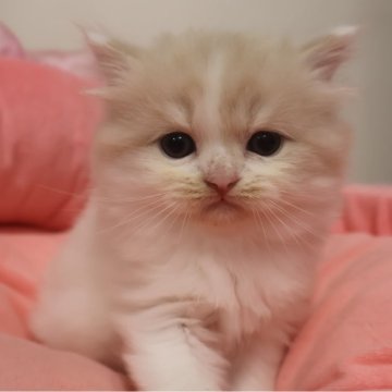 スコティッシュフォールド(立ち耳)【東京都・男の子・2025年10月4日・クリームタビー&ホワイト（長毛）】の写真「人気のクリーム系☆お目めクリクリ可愛い男の子☆」