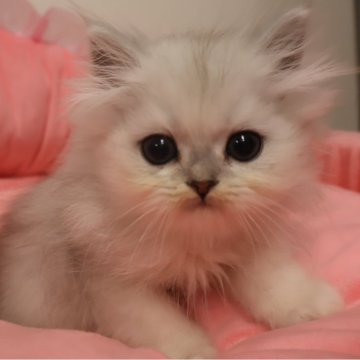 ペルシャ(チンチラ)【東京都・男の子・2025年9月13日・チンチラシルバー（長毛）】の写真「お目めパッチリ可愛い男の子☆」