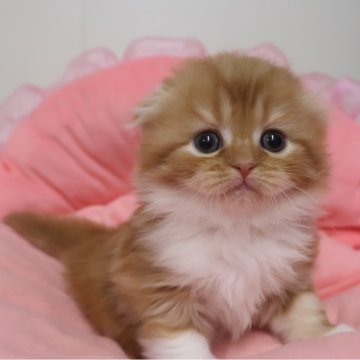 スコティッシュフォールド(折れ耳)【東京都・女の子・2025年10月23日・レッドタビー&ホワイト（長毛）】の写真「お目めクリクリ可愛い女の子☆」