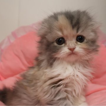 スコティッシュフォールド(折れ耳)【東京都・女の子・2025年11月28日・ダイリュートキャリコ（長毛）】の写真「お顔真ん丸の可愛い女の子☆。」