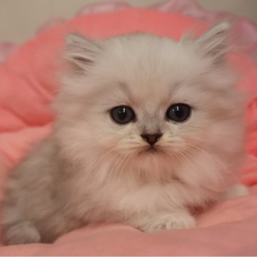 ミヌエット(長足)【東京都・男の子・2025年8月30日・チンチラシルバー（長毛）】の写真「お目めクリクリの可愛い男の子」