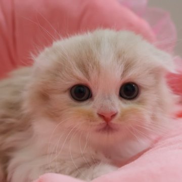スコティッシュフォールド(折れ耳)【東京都・男の子・2025年3月5日・クリームタビー&ホワイト（長毛）】の写真「人気のクリーム系☆お目めパッチリ可愛い男の子☆」