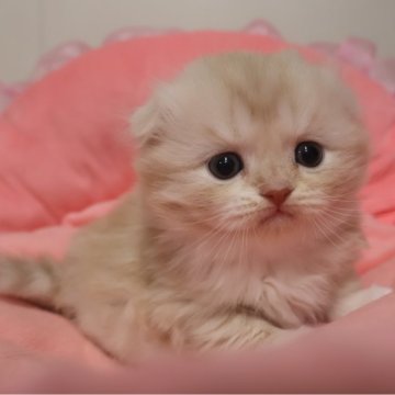 スコティッシュフォールド(折れ耳)【東京都・男の子・2025年10月12日・クリームタビー&ホワイト（長毛）】の写真「人気のクリーム系☆お顔真ん丸の可愛い男の子☆」