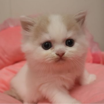 スコティッシュフォールド(立ち耳)【東京都・男の子・2025年9月20日・クリームタビー&ホワイト（長毛）】の写真「人気のクリーム系☆お目めパッチリ可愛い男の子☆」