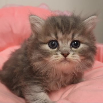 ミヌエット(長足)【東京都・男の子・2025年9月12日・ブルータビー&ホワイト（長毛）】の写真「人気のブルー系☆お目めパッチリ可愛い男の子」