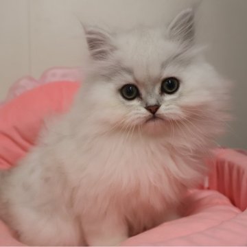 ペルシャ(チンチラ)【東京都・男の子・2025年10月11日・チンチラシルバー（長毛）】の写真「お目めパッチリ可愛い男の子☆」