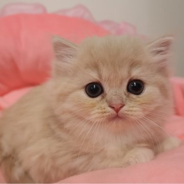 スコティッシュフォールド(立ち耳)【東京都・女の子・2025年10月24日・クリームタビー（長毛）】の写真「人気のクリーム系☆お目めパッチリ可愛い女の子☆」