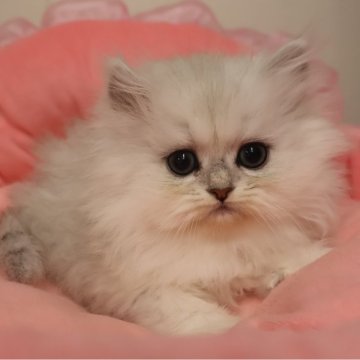 ペルシャ(チンチラ)【東京都・女の子・2025年10月17日・チンチラシルバー（長毛）】の写真「お目めパッチリ可愛い女の子☆」