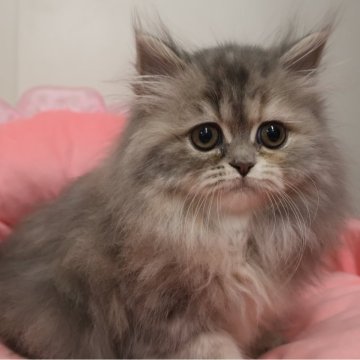 ミヌエット(長足)【東京都・女の子・2025年9月12日・ブルーパッチドタビー&ホワイト（長毛）】の写真「人気のブルー系☆お目めクリクリ可愛い女の子☆」