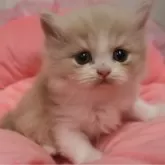 スコティッシュフォールド(立ち耳)