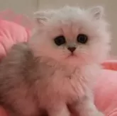 ペルシャ(チンチラ)