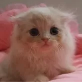 スコティッシュフォールド(折れ耳)